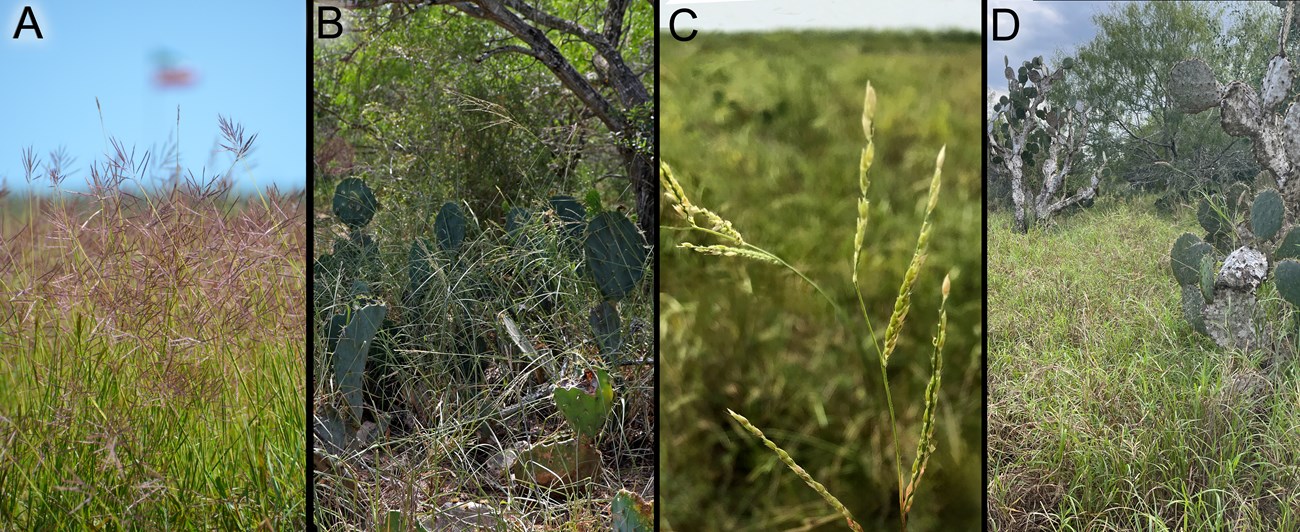 Four prominent invasive grasses present at Palo Alto Battlefield.