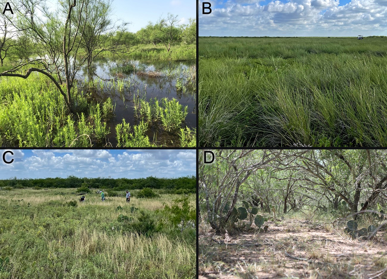 Four of the broad vegetation communities found at Palo Alto Battlefield.