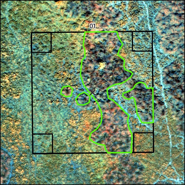 High resolution image showing Cordgrass at Palo Alto Battlefield.