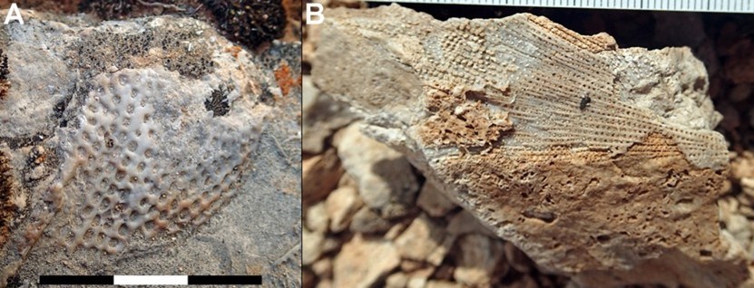 Two photos of fossil bryozoan.