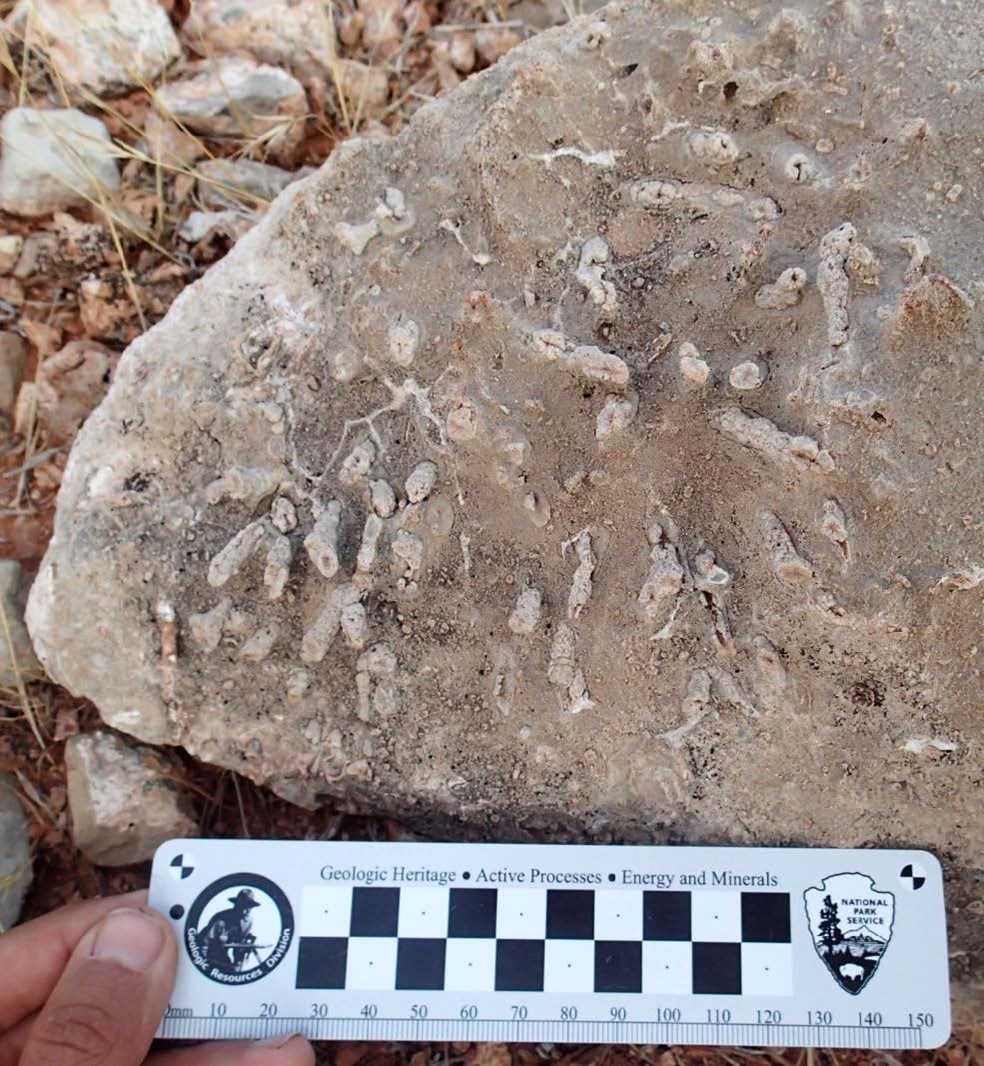 Photo of a large rock with small fossils.