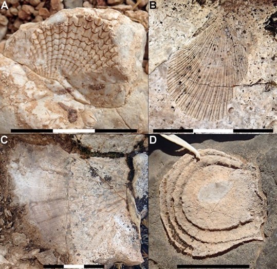 Four photos of fossils.