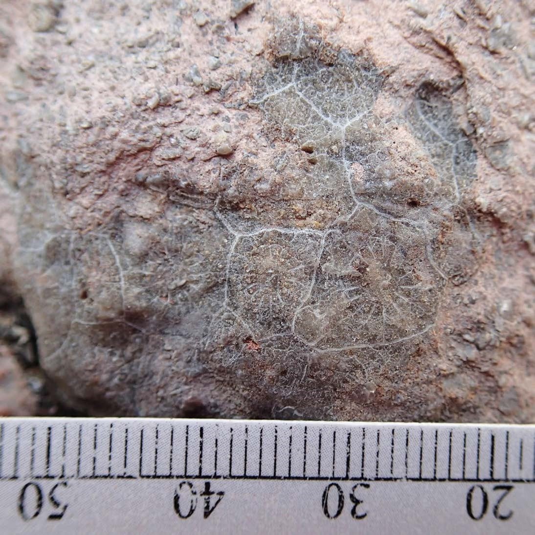 Photo of a fossil with patterned surface.