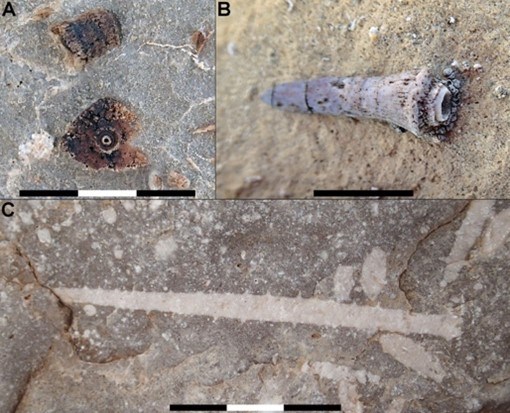 Three photos of fossils.