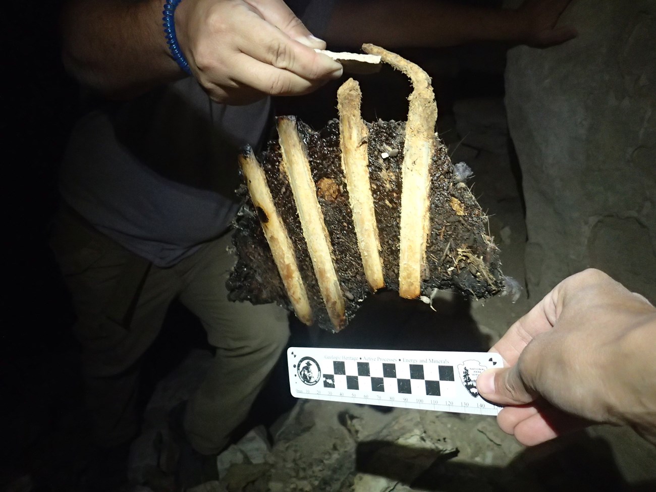 photo of fossil rib bones with a ruler for scale