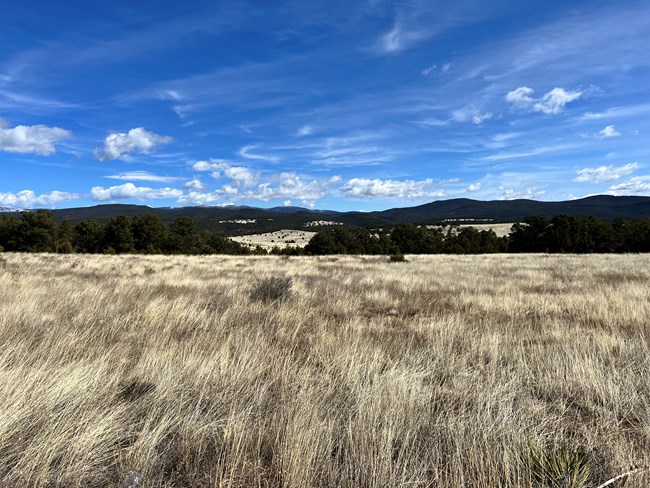 A tan grassland blows in the wind with forested mountains in the background.