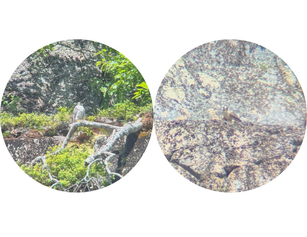 Two circles show images of an adult gray and white peregrine falcon compared to the more tan and mottled color of the juvenile.