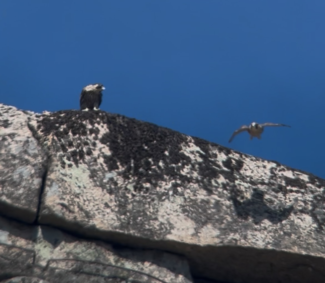 Two juvenile falcons, one in flight and one perched, together at the top of the cliffs.