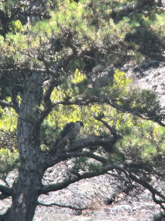 A Juvenile Peregrine rests in the shade on a branch at the base of an evergreen tree.