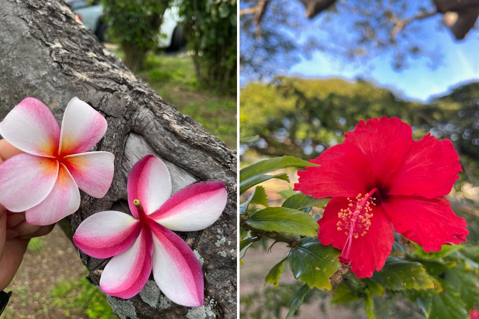 Waxy, pink star-shaped petals of a plumeria and billowy red petals with lrage, pollen-laden stamen of a hibiscus.