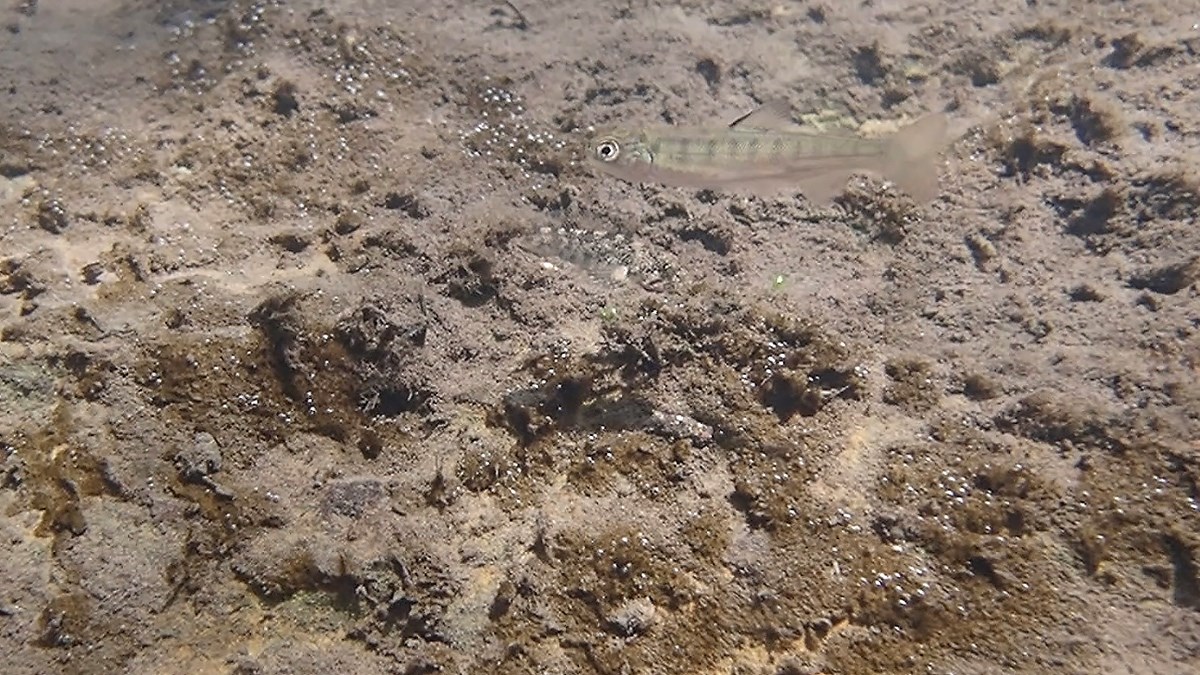 Small, silvery-green fish with big eyes and dark vertical banding along its body, a few inches above a silty streambed. The triangular outline of a sculpin, almost totally camouflaged with the streambed, can just be made out beneath it.