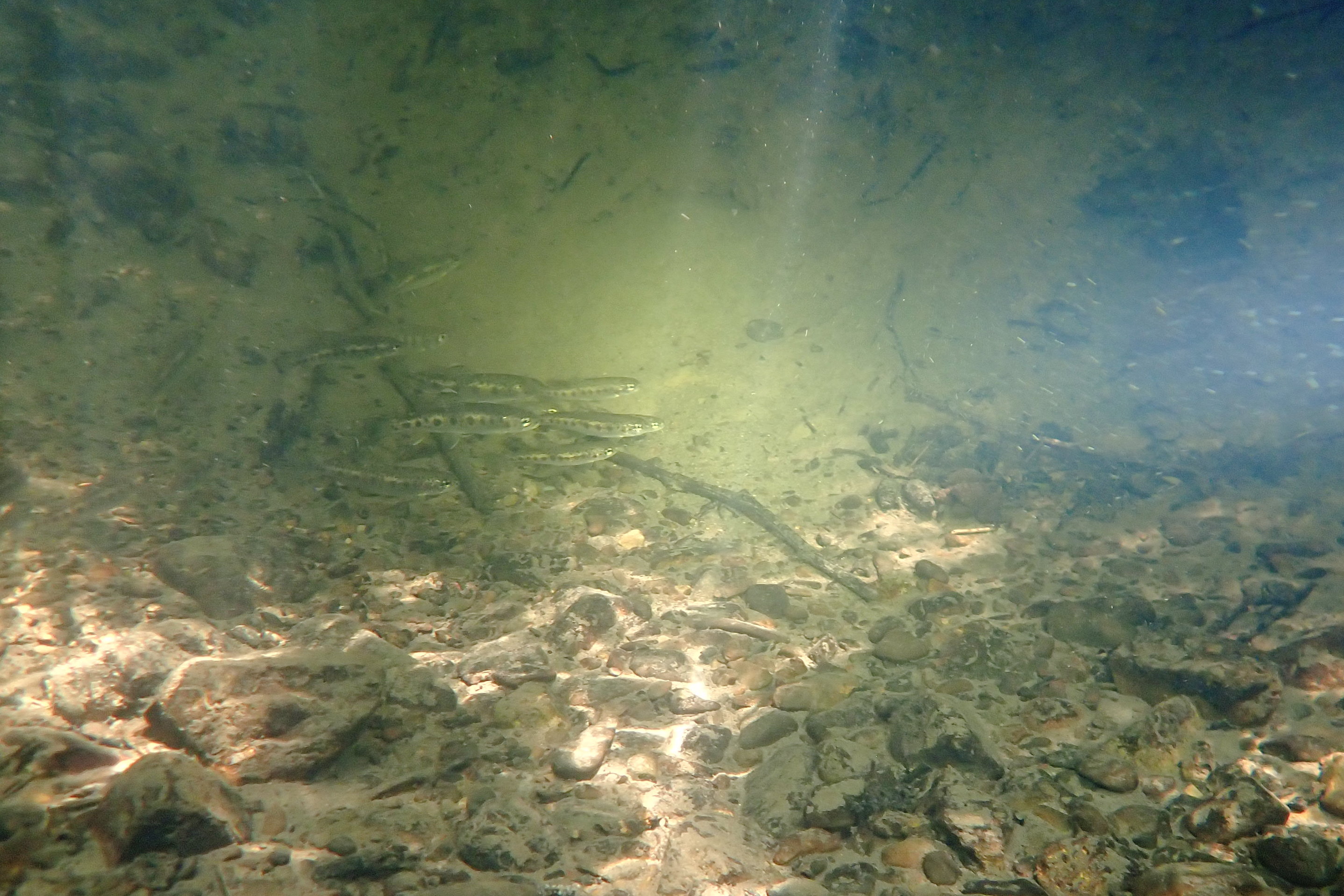 Wide view of light streaming into a stream pool where a school of small fish are swimming.