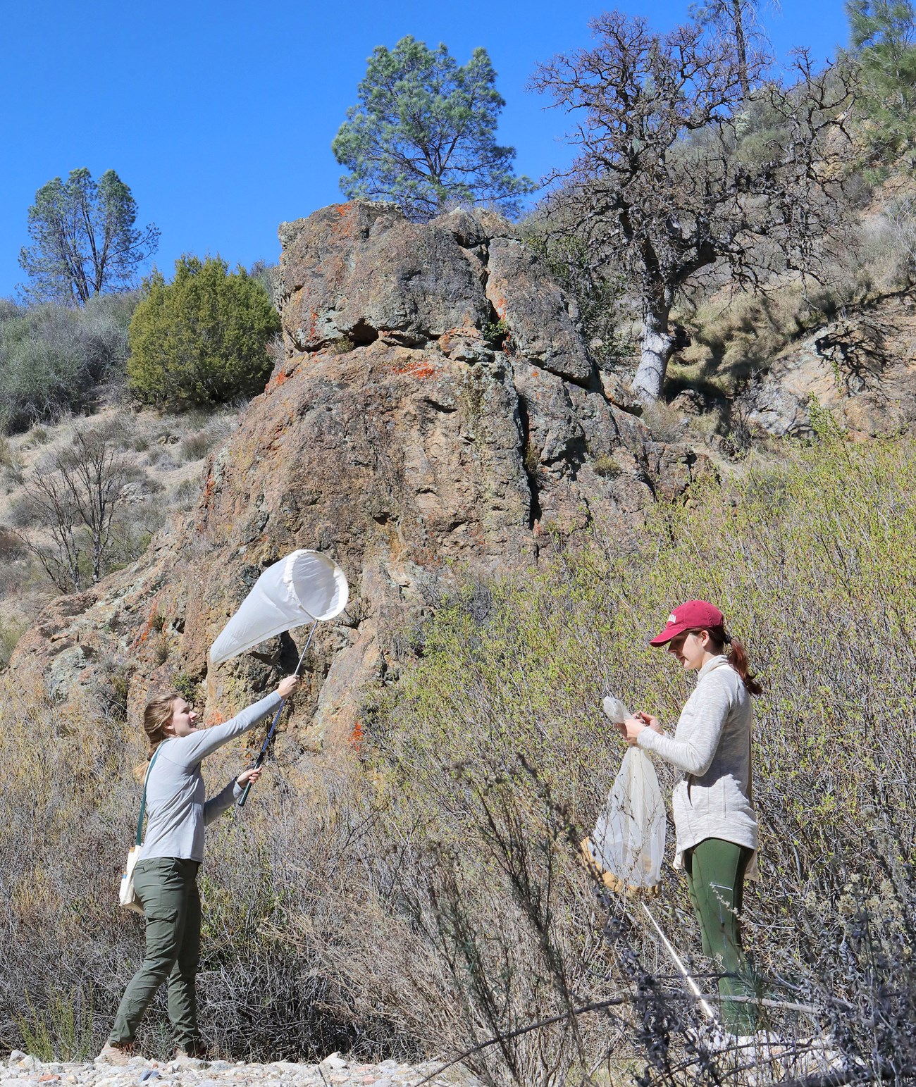 Two people beneath a rock formation, using nets to collect bees from around newly blooming arroyo willows.