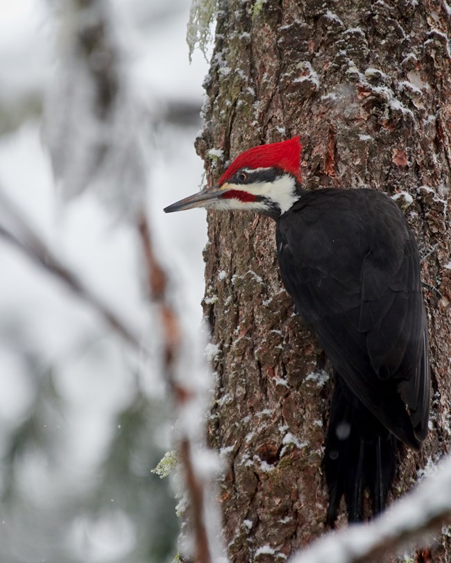 A black-backed woodpecker with a red head crest and white stripes on its face clings to a tree.