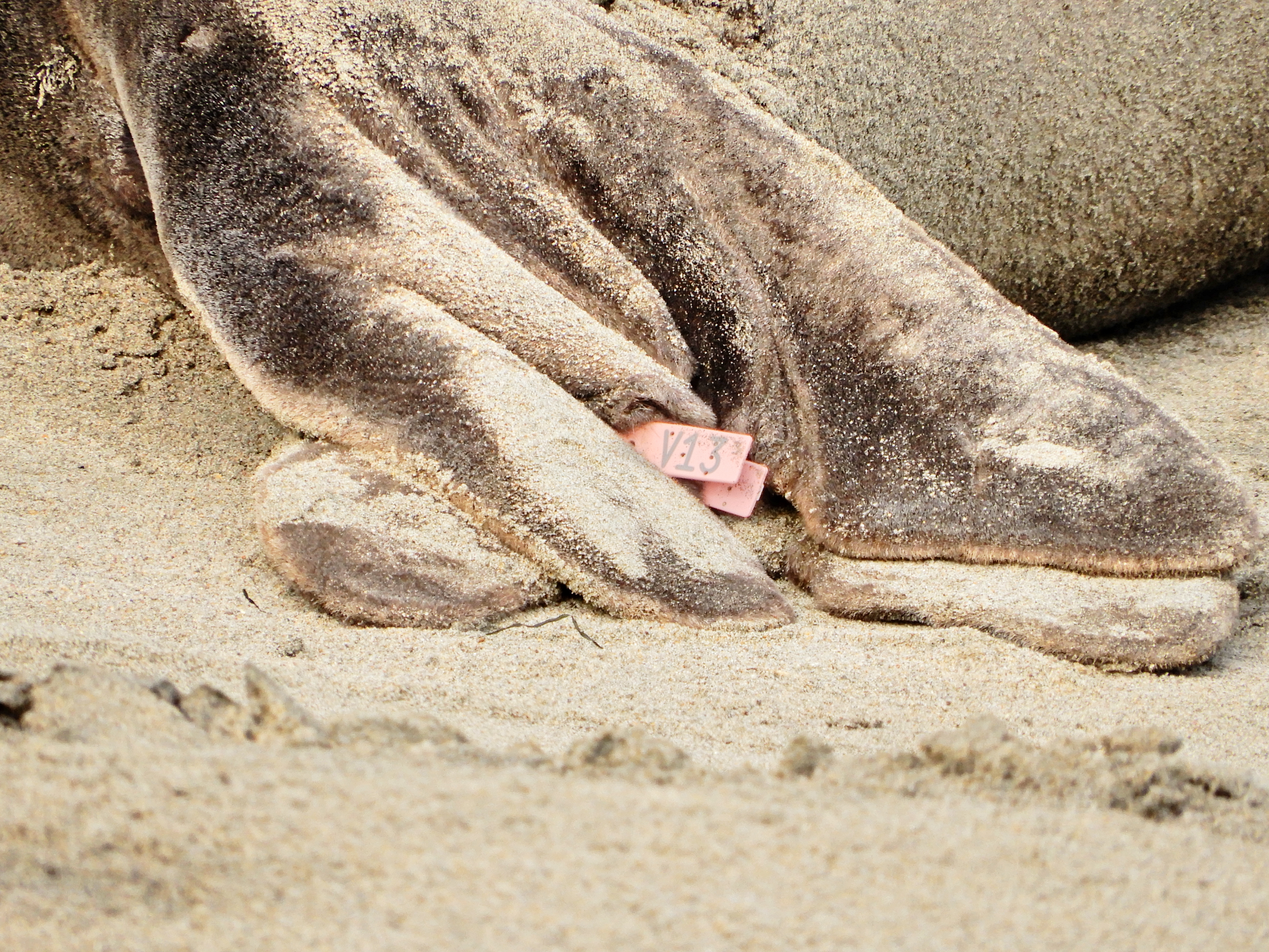 A closeup of a pink plastic tag reading “V13”, in between the hind flipper digits of an adult seal.