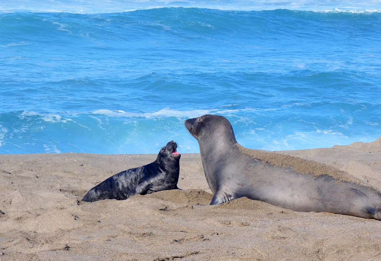 Elephant seal pup looks up at its mom and opens its mouth wide, vocalizing. They are on a sandy beach, with blue oceans swells visible behind them.