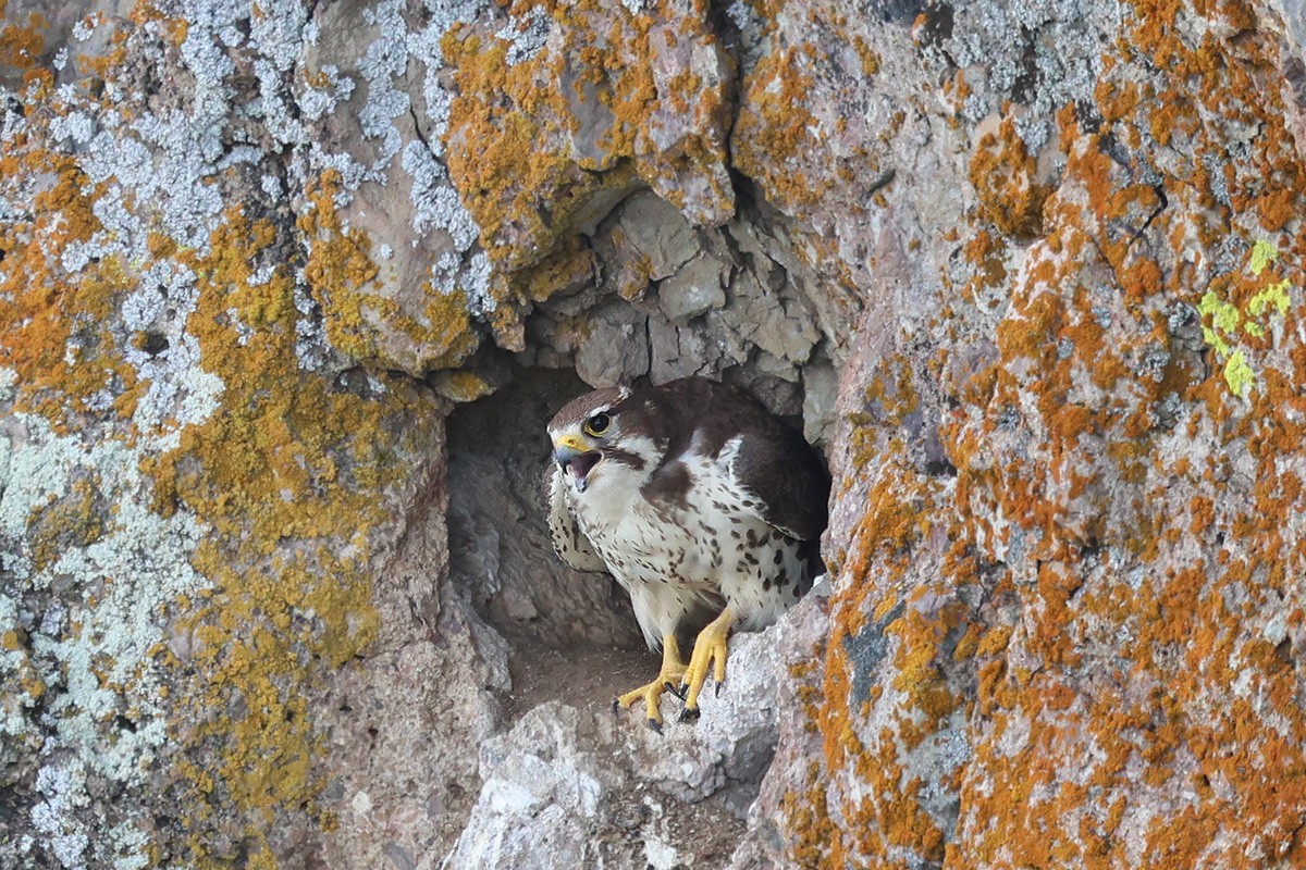Adult Prairie Falcon Female Perched in Cliff Cavity Nest Making a Call
