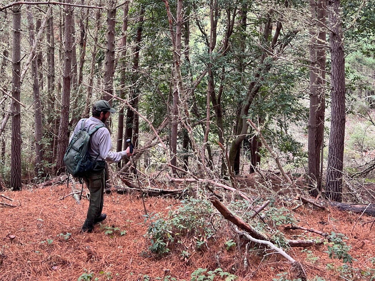 Uniformed person in a hilly forest with hiking poles, standing on a bed of orange pine needles and examining the ground around a fallen tree.