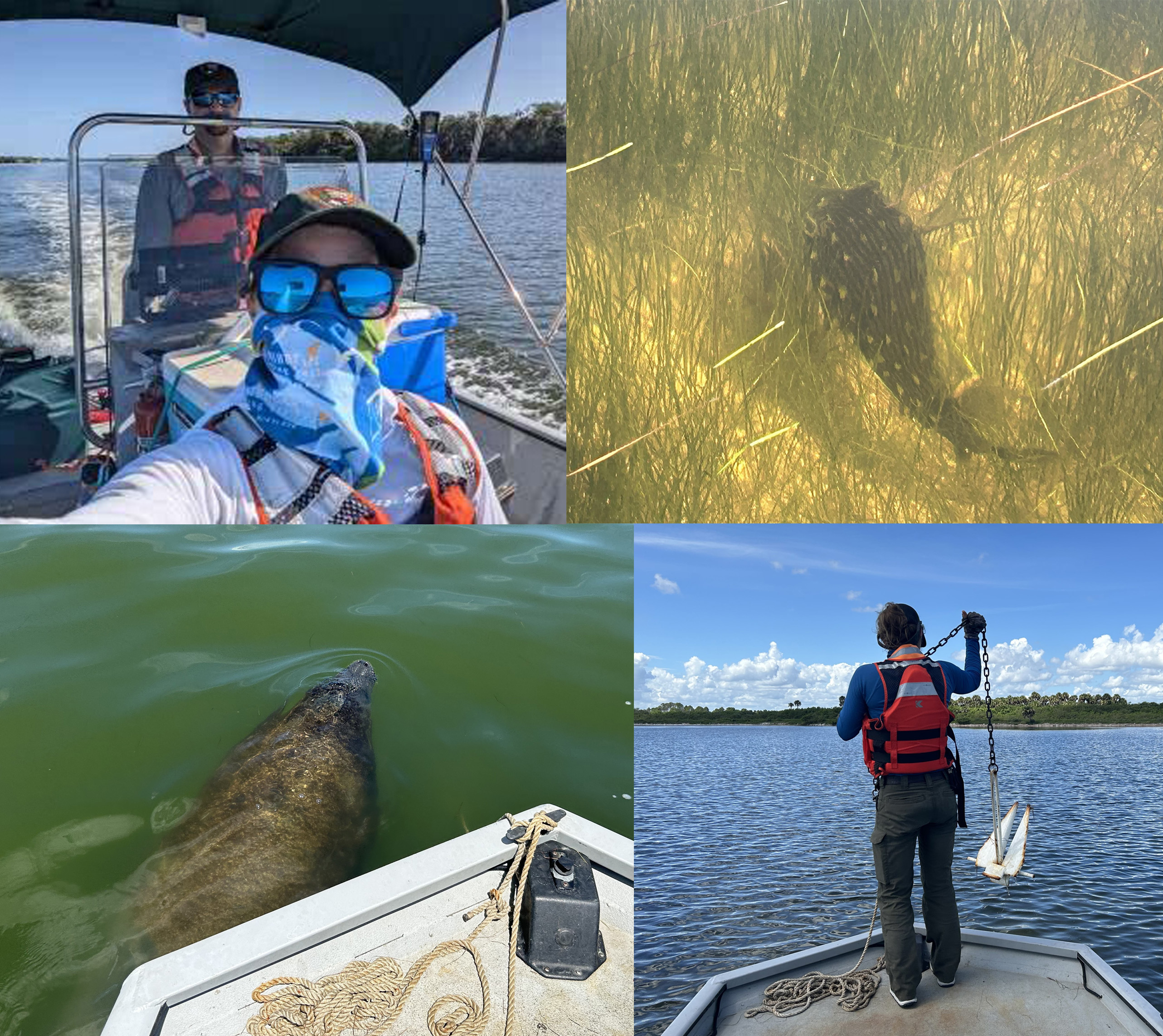 Collage of photos with a puffer fish, manatee and people working on a boat