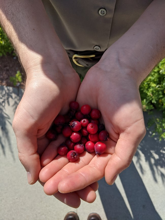 A bunch of bright, crimson-colored serviceberries hang from long thin stems against elongated, verdant leaves.