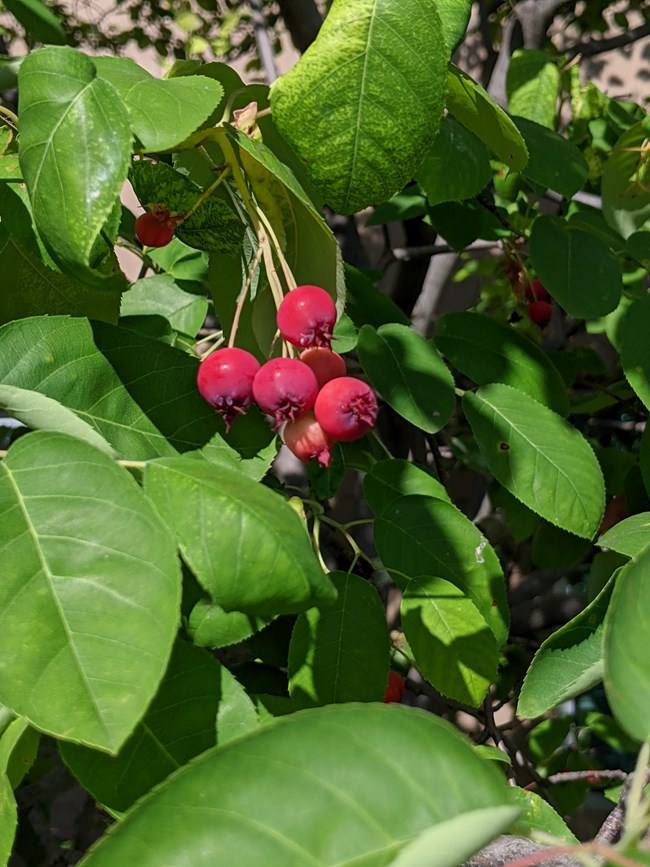 A person cups a bunch of bright, crimson-colored serviceberries in their hands.