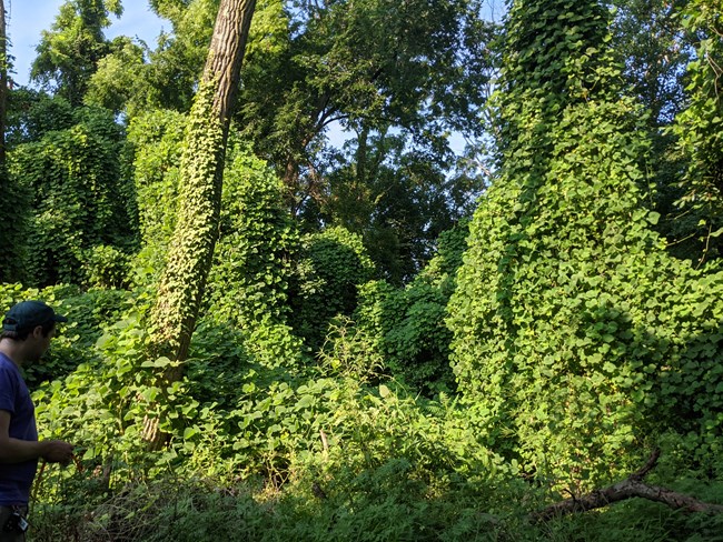 A bio tech gazes up at towering trees covered in bright green kudzu vines.