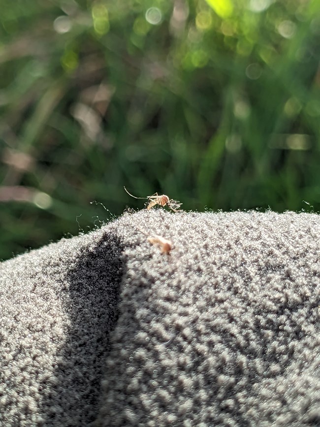 A southern house mosquito resting on a piece of gray cloth, a green background of forest behind it.