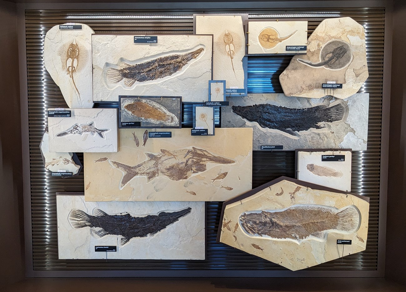 photo of a fossil fish display