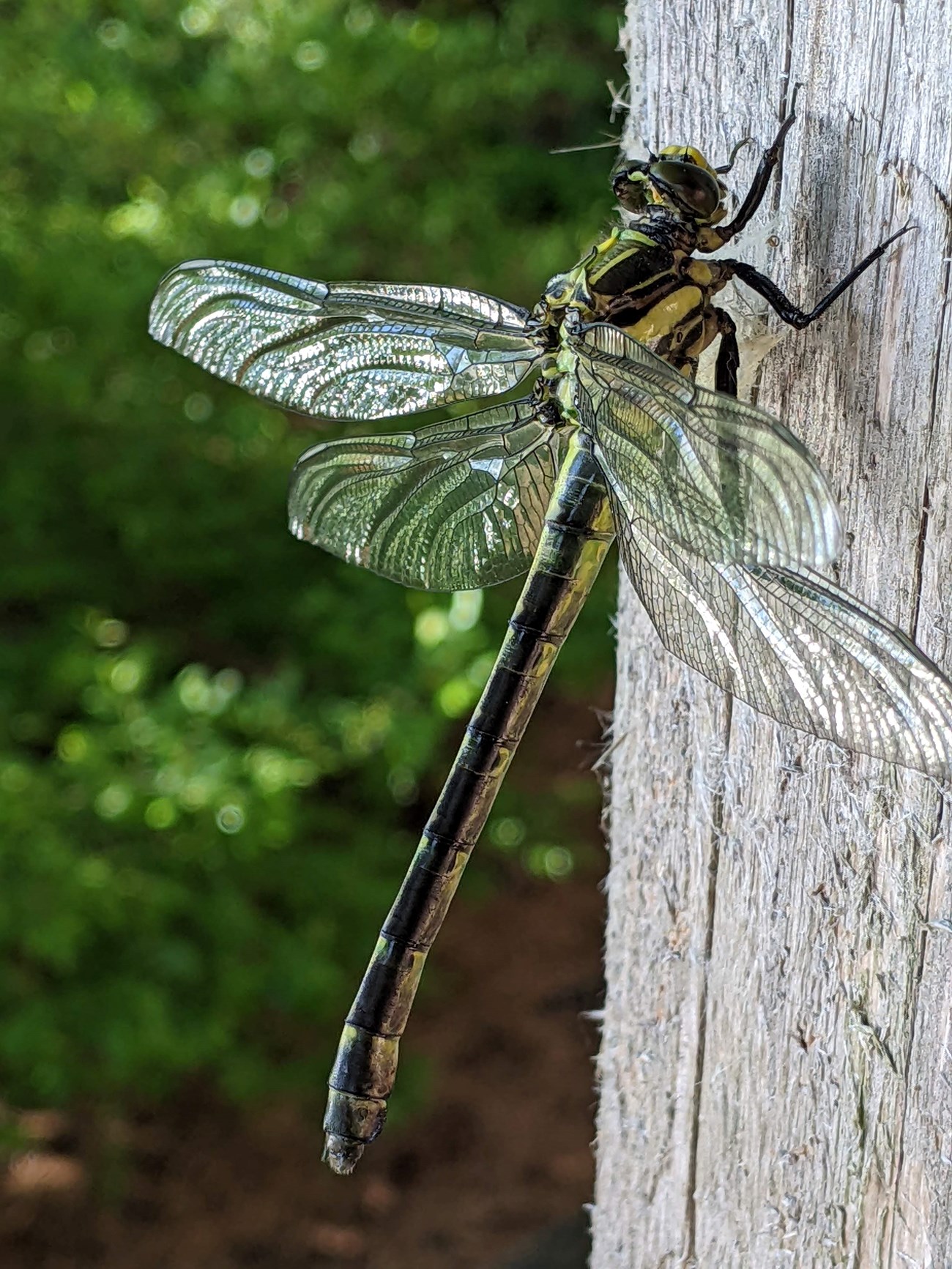 A large green and yellow dragonfly with transparent wings perches on a gray wood post. The green and brown background is blurred.