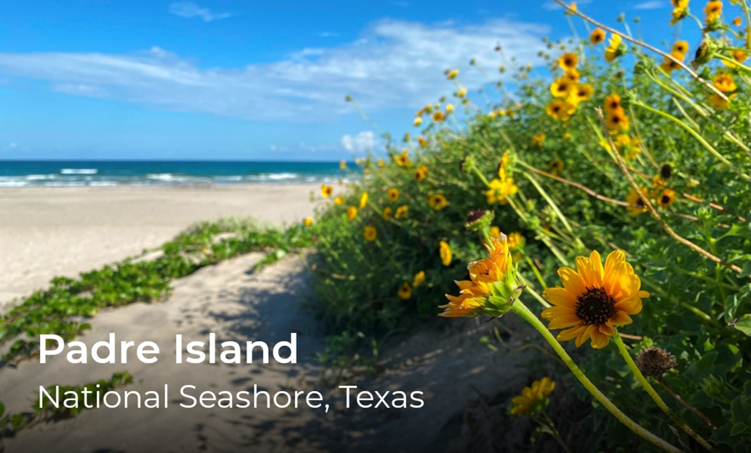 Yellow flowers blooming at a sunny and sandy beach.