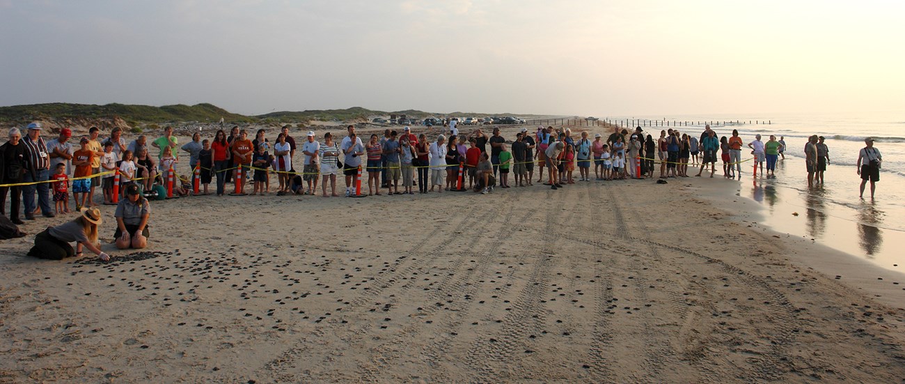 Padre Island hatchlings on the beach at dawn, tended over by NPS staff and surrounded by spectators.