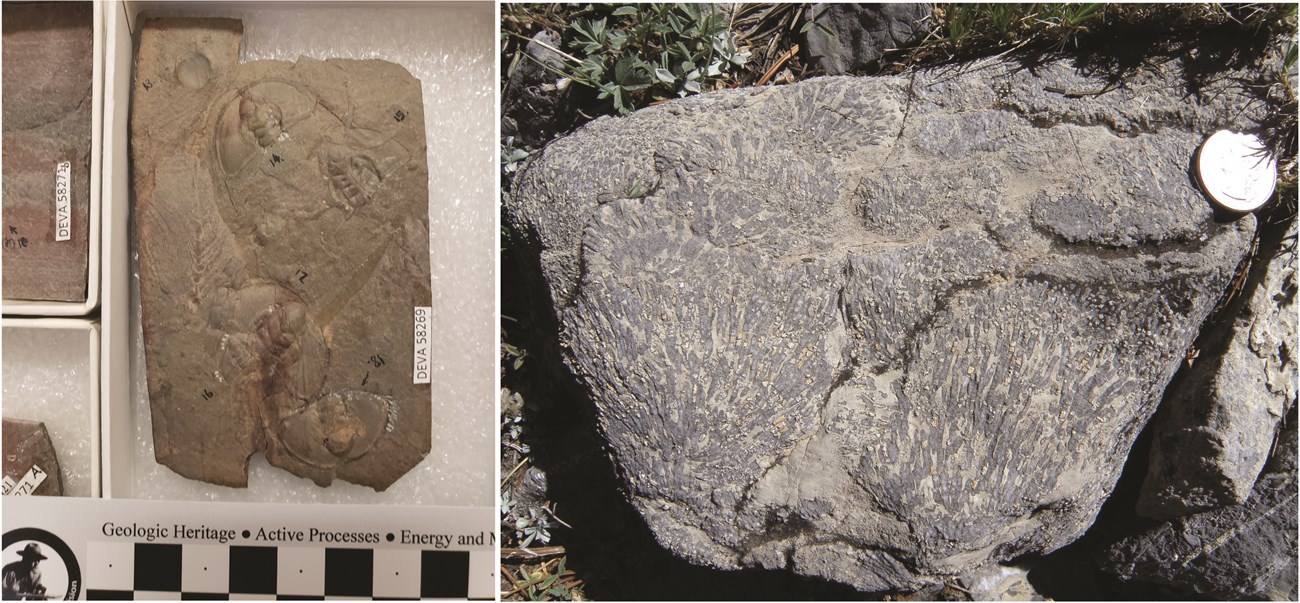 Two marine invertebrate fossils: One rectangular piece of fine-grained rock with several fossil trilobite heads shaped like semi-circles. A large dark gray limestone boulder containing fossil colonial corals made up of dozens of small branching tubes.