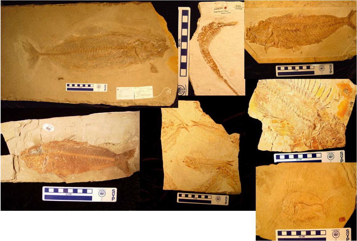 7 fossilized fish, compressed on the surfaces of 7 blocks of fine-grained rock. Their fins and bones are all connected in life position.