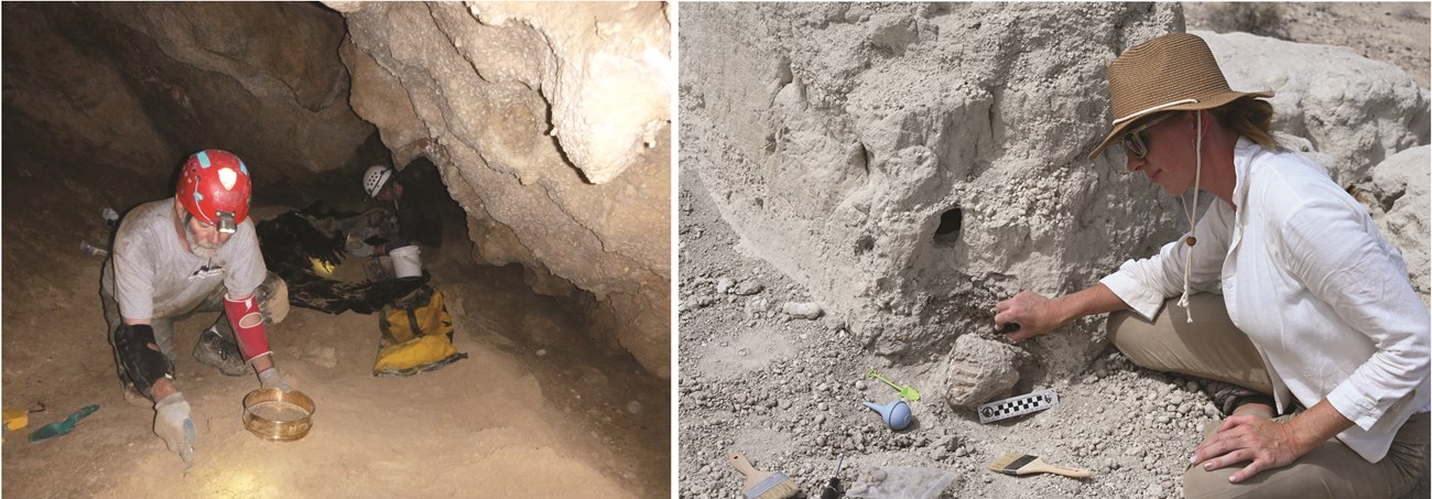 (Left) A man with a white beard wearing a helmet and headlamp kneels on the floor of a dark cave with a sieve. (Right) A woman with a sun hat removes gray sediment from a mammoth tooth with an awl in an excavation quarry.