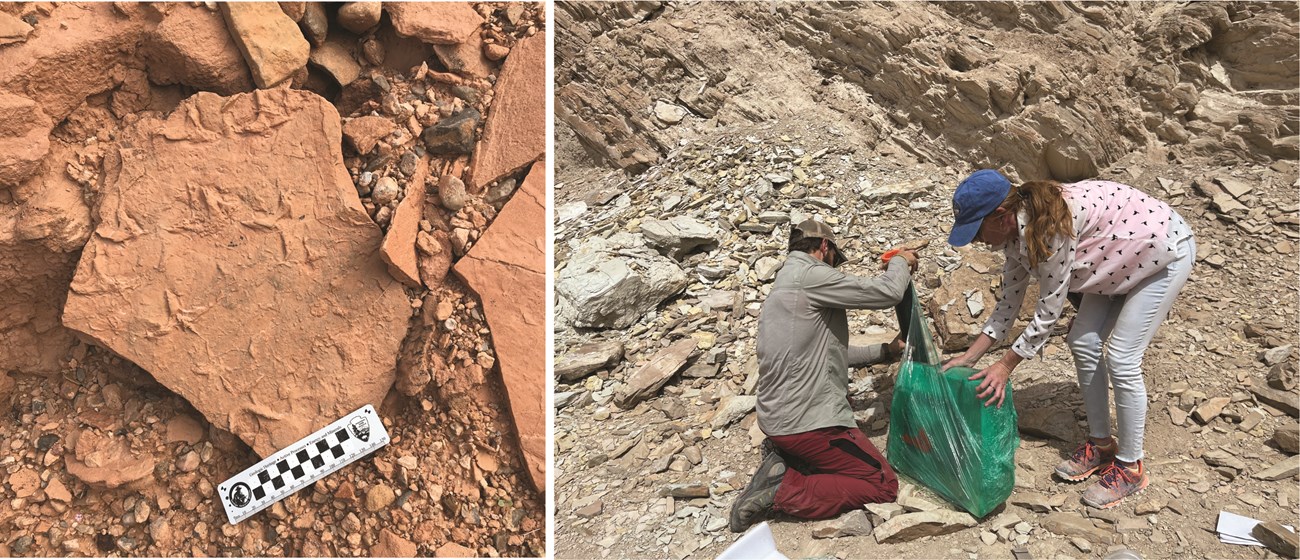 (Left) A block of red stone with numerous 3-toed bird footprints (Right) A man and a woman wrap protective wrapping around a block of stone at a layered rock outcrop.