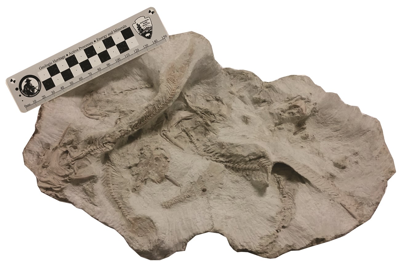 Photograph showing multiple fossil skeletons on a gray rock. A scale bar on the upper left shows millimeters. The fossil block is about 300 millimeters or about 12 inches across.