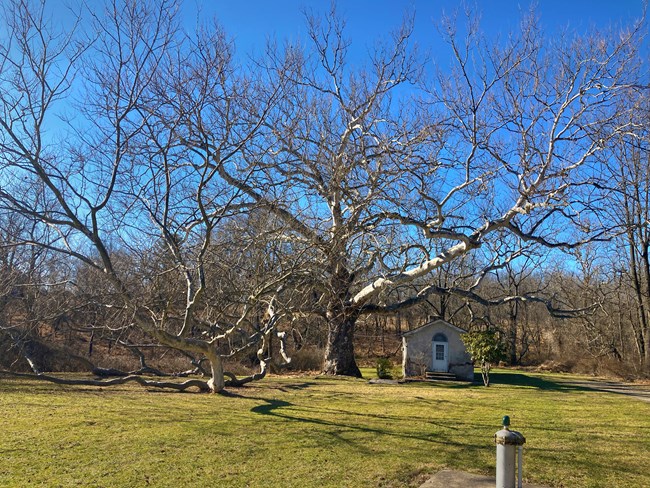 a large tree with an extensive branching canopy reaches over a small dilapidated dwelling