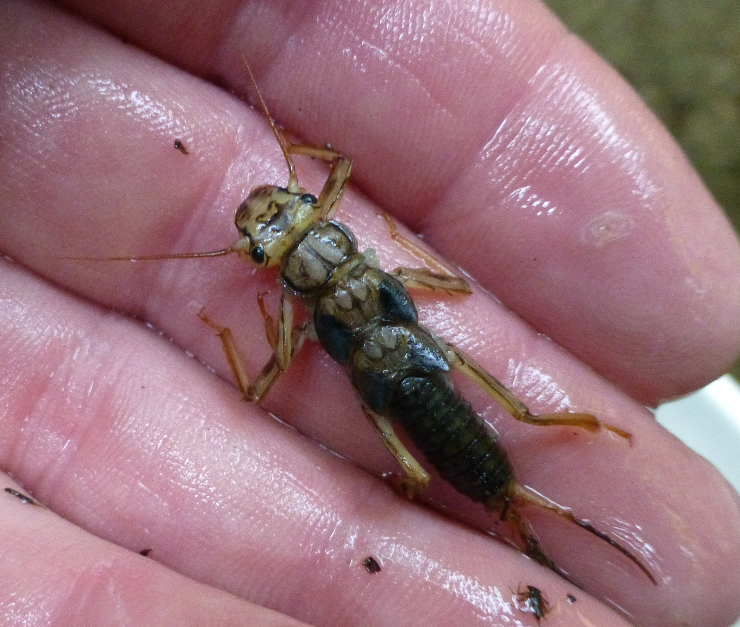 Wet bug with six legs and front and back antenna-like appendages, resting on a human hand.