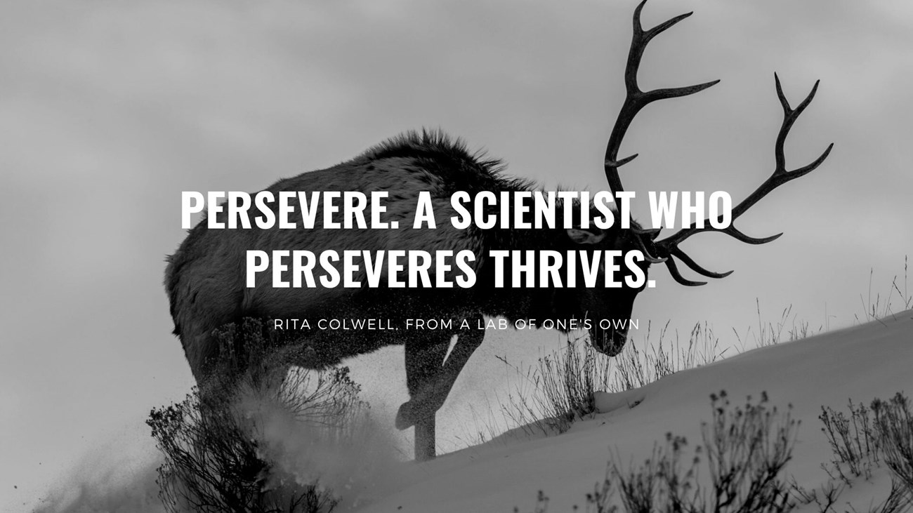 photo of an elk climbing a snowy hill with text that reads "Persevere. A scientist who perseveres thrives…” -Rita Colwell, from A Lab of One’s Own