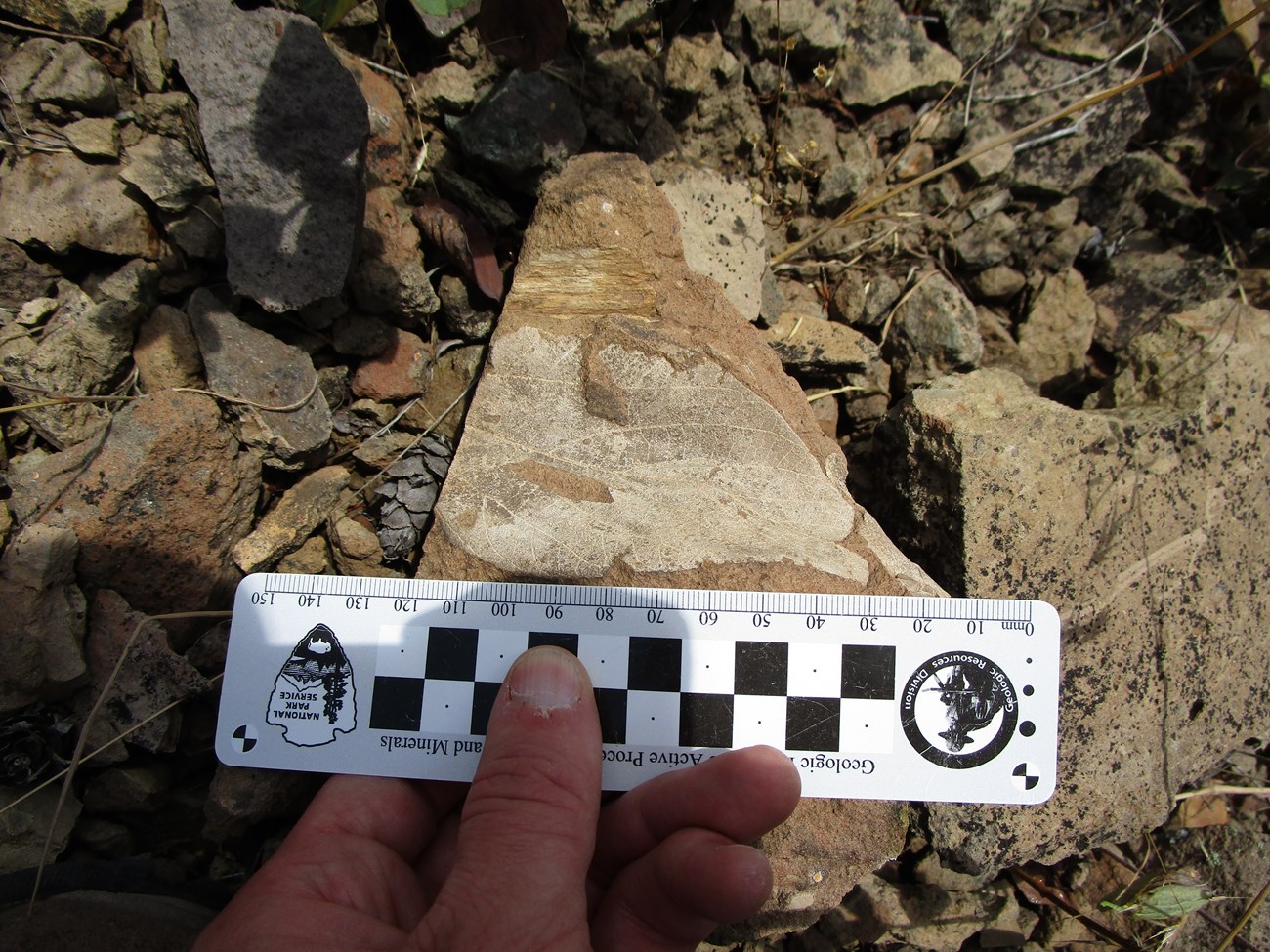 photo of a fossil leaf and a ruler for scale.