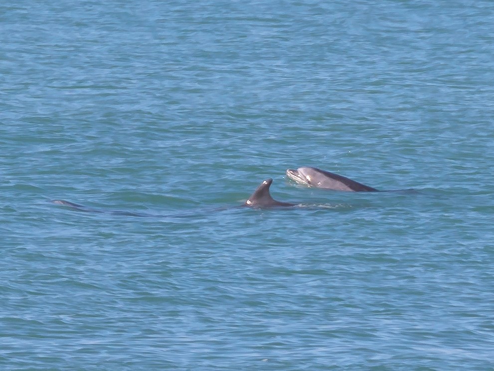 Group of dolphins at the surface of the blue ocean on a sunny day. One is just beneath the surface, the next is preaking the surface with its dorsal fin, and the third is reaching its whole head above the surface.