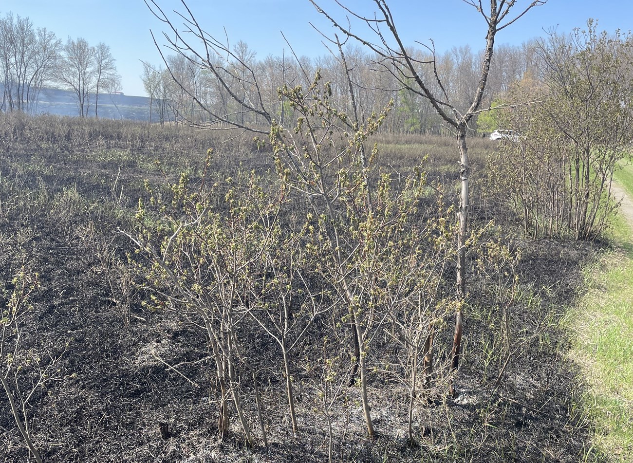A patch of woody shrubs showing recent burns
