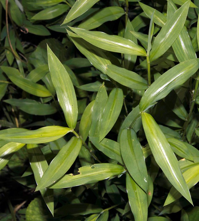 A grass with long, oblong leaves similar to bamboo