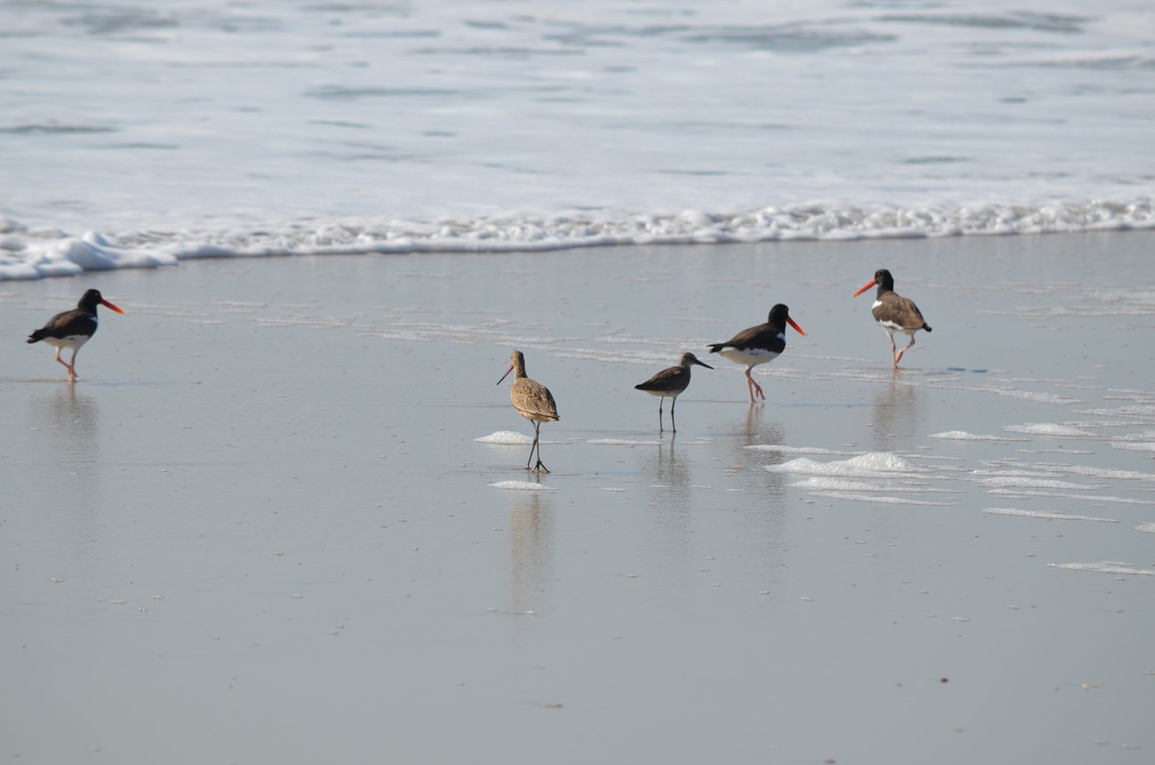 Several shorebirds (American oystercatchers, willet, and marbled godwit) near the ocean during an International Shorebird Survey on Assateague Island.