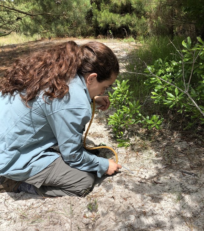 Researchers used aspirators to collect ants for the second half of the study looking closer at food preferences.