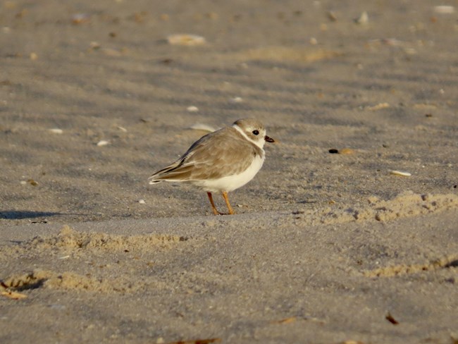 : A piping plover seen on Assateague Island during 2024 fall migration.