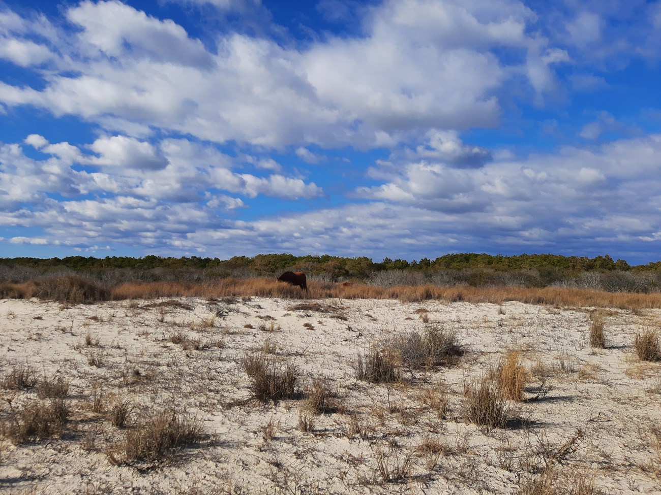 A photo of the two habitat types surveyed during this study: dunes and maritime forests (in the distance).