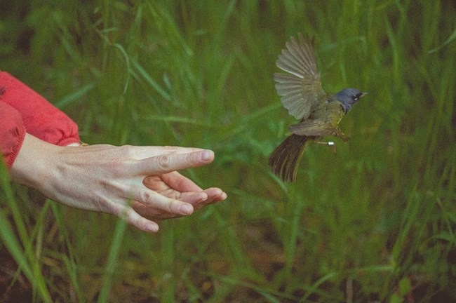 A yellow bird with a gray head flies out of a humans open hands.