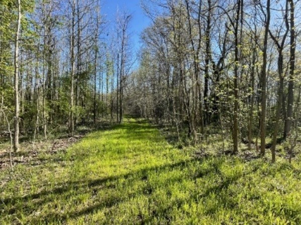 Image of a grassy path through the woods at the Holly Beach Farm site.