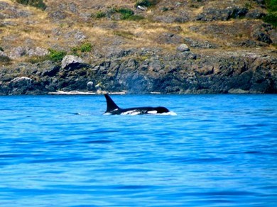 Breaching Orca at SAJH